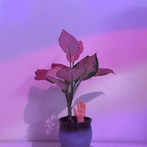 少萝裸体🔞🔞🔞黑料
